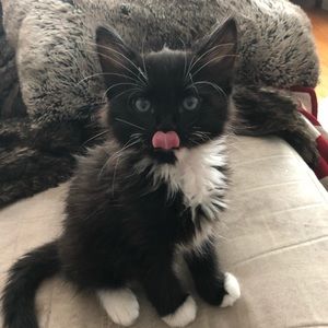 Meet your Posher, Brittany